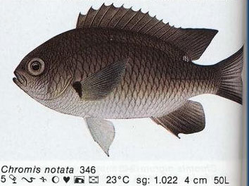 Chromis notata